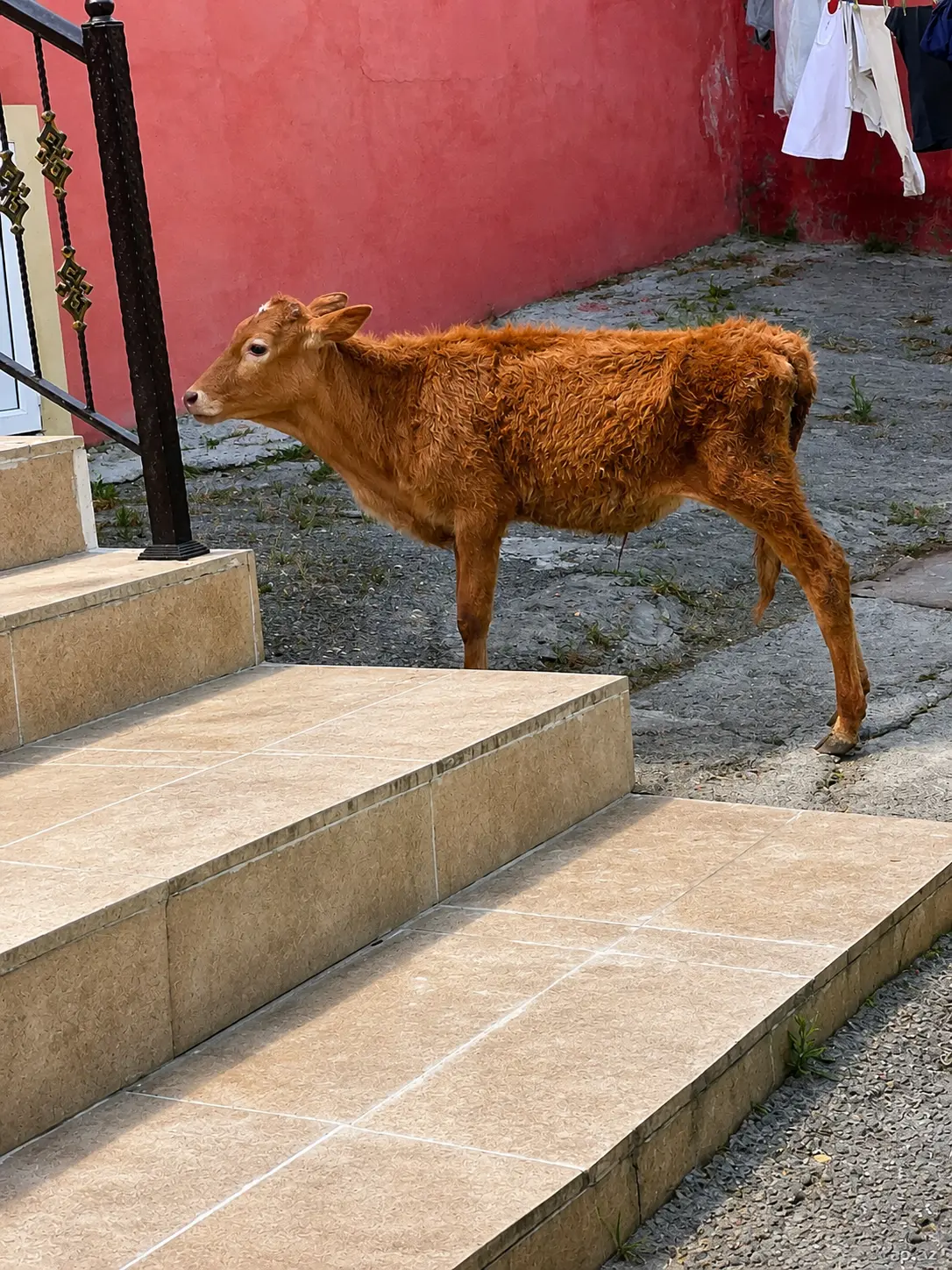 Danalar — Heyvanlar, Quşlar, Balıqlar, Bakı