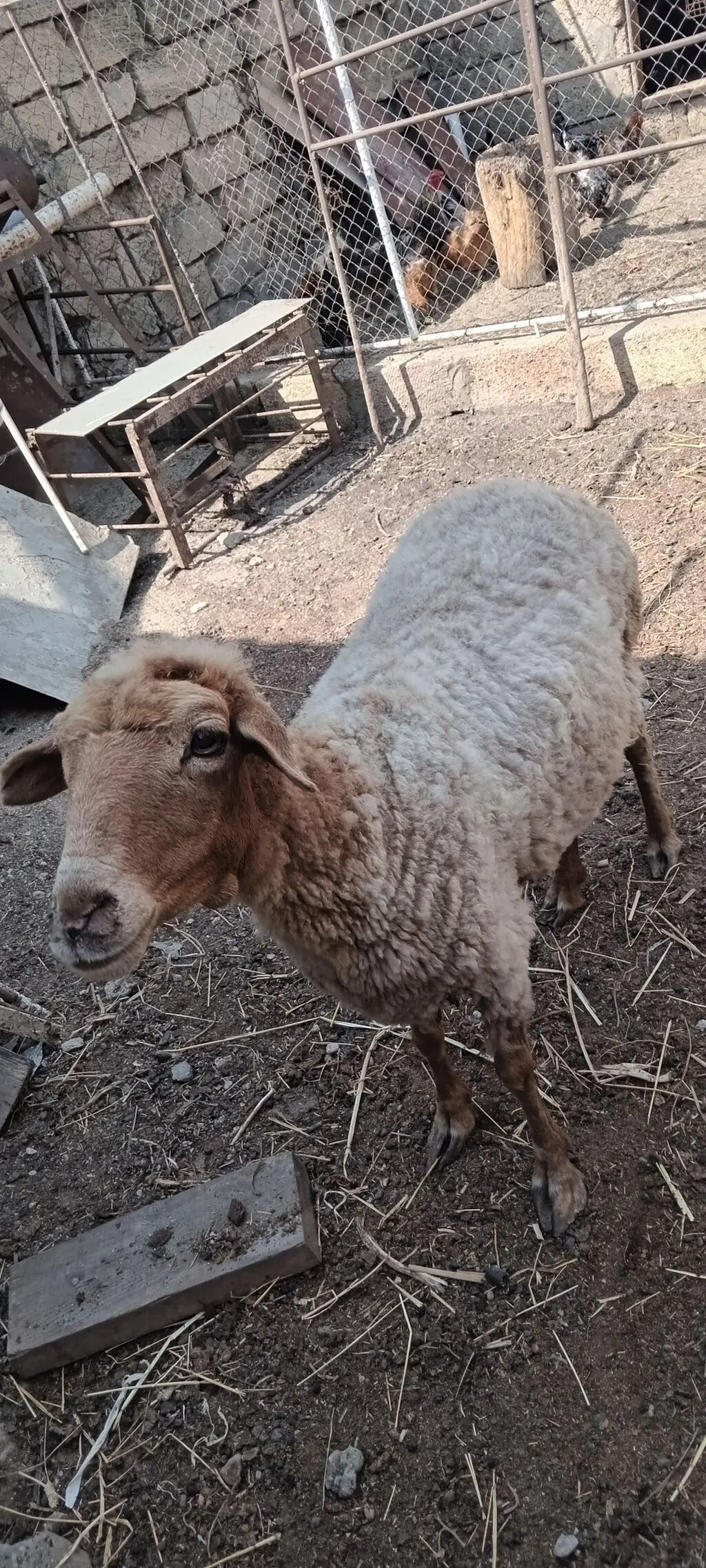 Qoyun — Heyvanlar, Quşlar, Balıqlar, Bakı