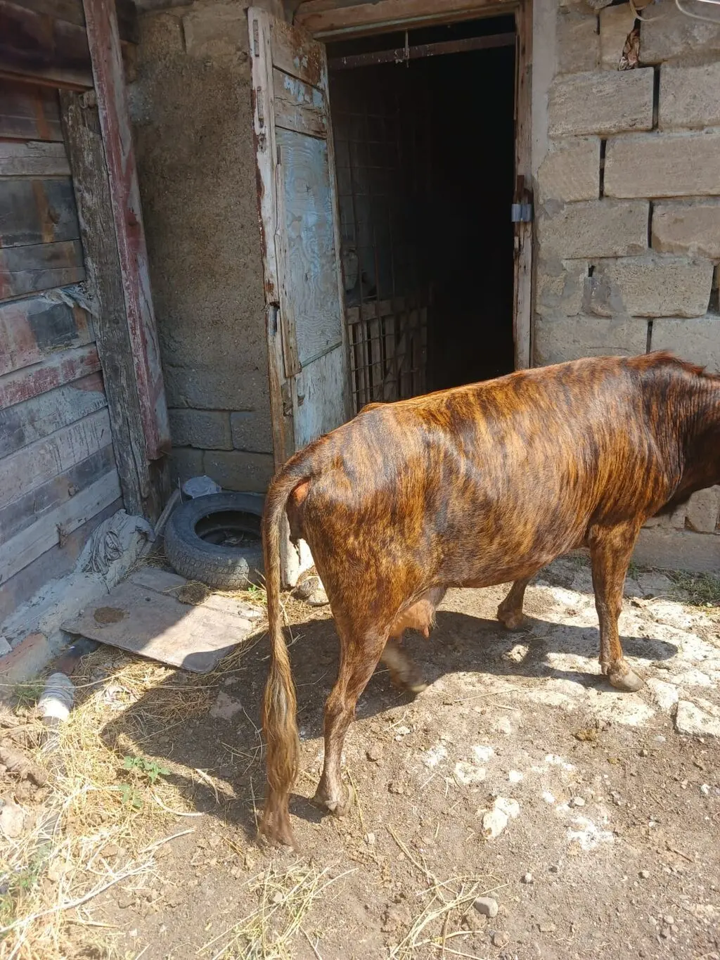 Balalı inək — Heyvanlar, Quşlar, Balıqlar, Sumqayıt