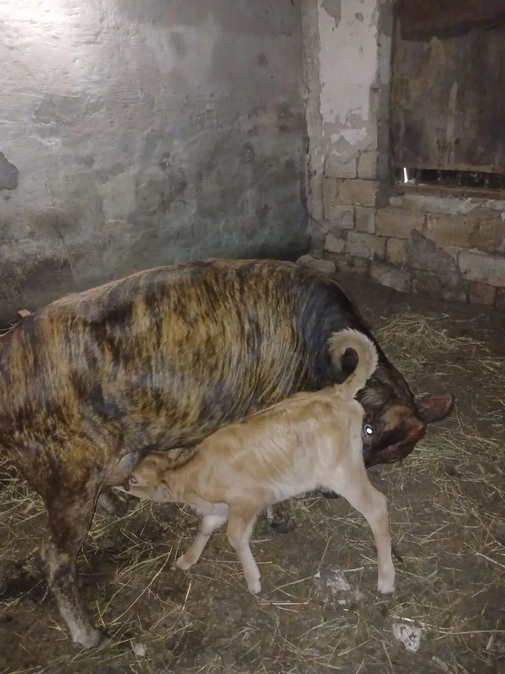 Balalı inək — Heyvanlar, Quşlar, Balıqlar, Sumqayıt