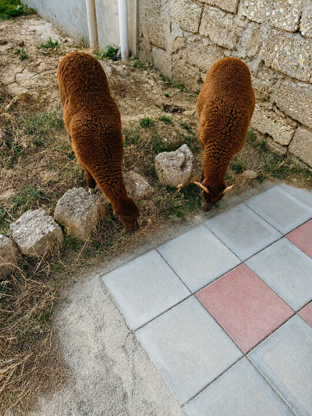 Qoyunlar — Heyvanlar, Quşlar, Balıqlar, Bakı