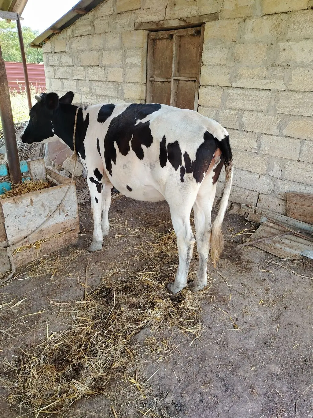 Düyə — Heyvanlar, Quşlar, Balıqlar, Masallı