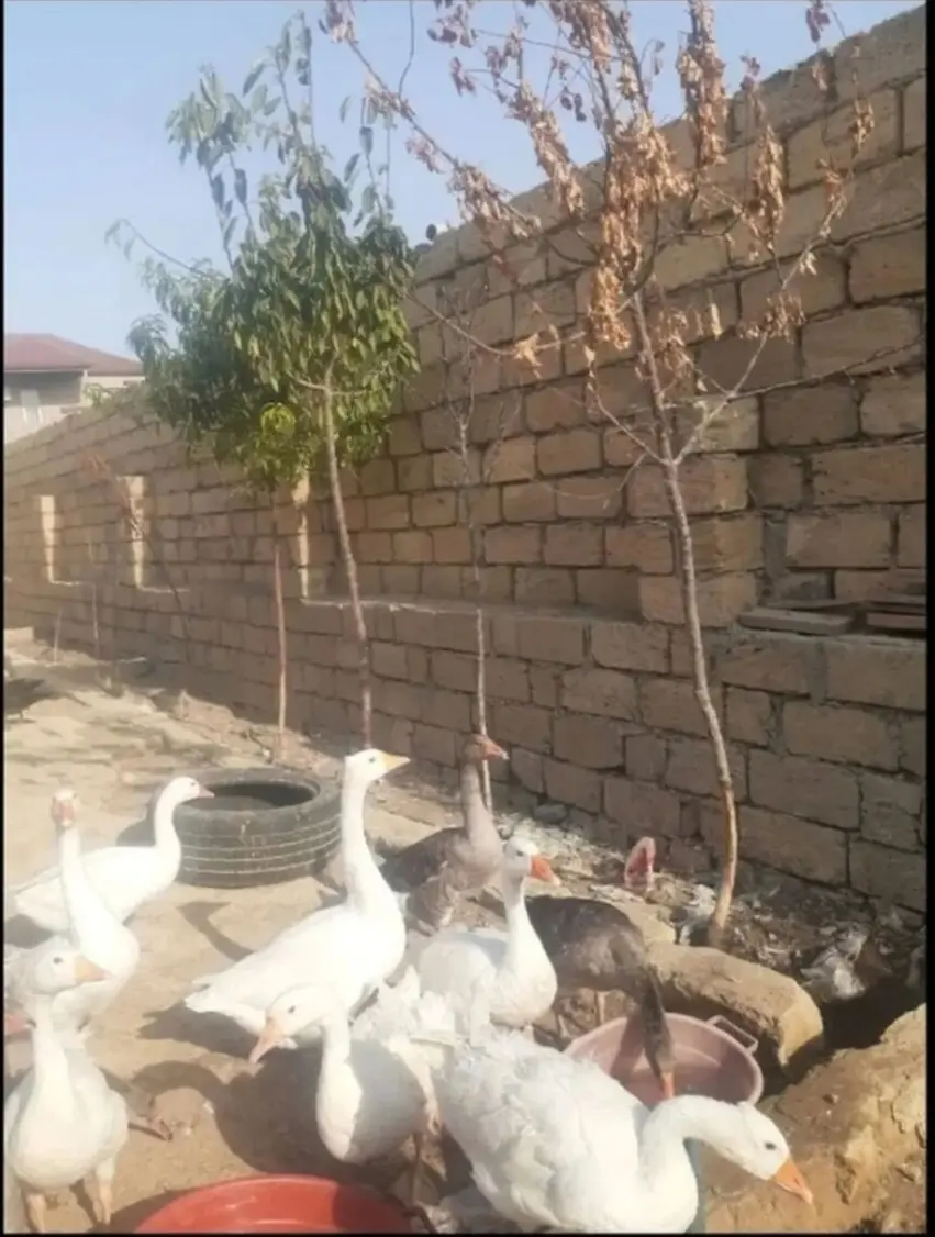 Qazlar — Heyvanlar, Quşlar, Balıqlar, Xırdalan