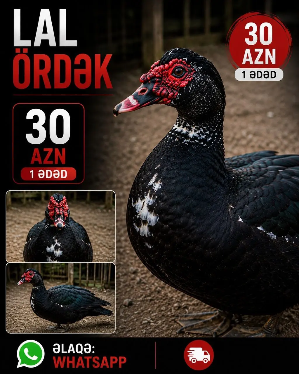Ördək — Heyvanlar, Quşlar, Balıqlar, Bakı