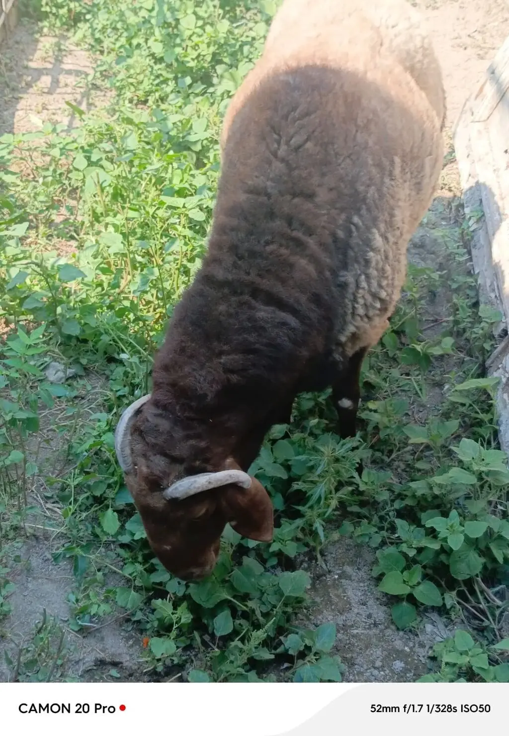 Qoç — Heyvanlar, Quşlar, Balıqlar, Bakı