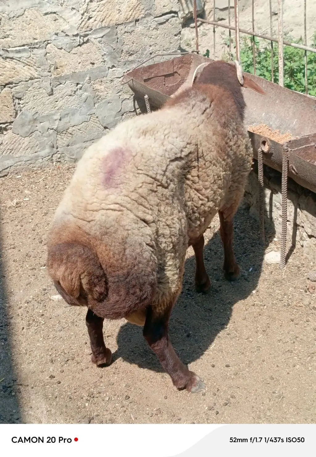 Qoç — Heyvanlar, Quşlar, Balıqlar, Bakı