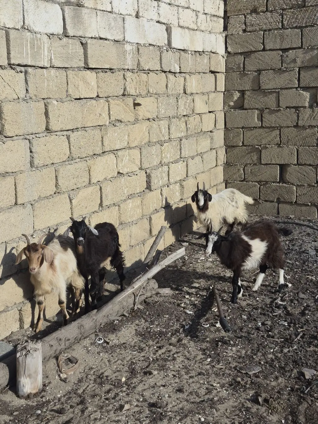 Çəpiş — Heyvanlar, Quşlar, Balıqlar, Bakı