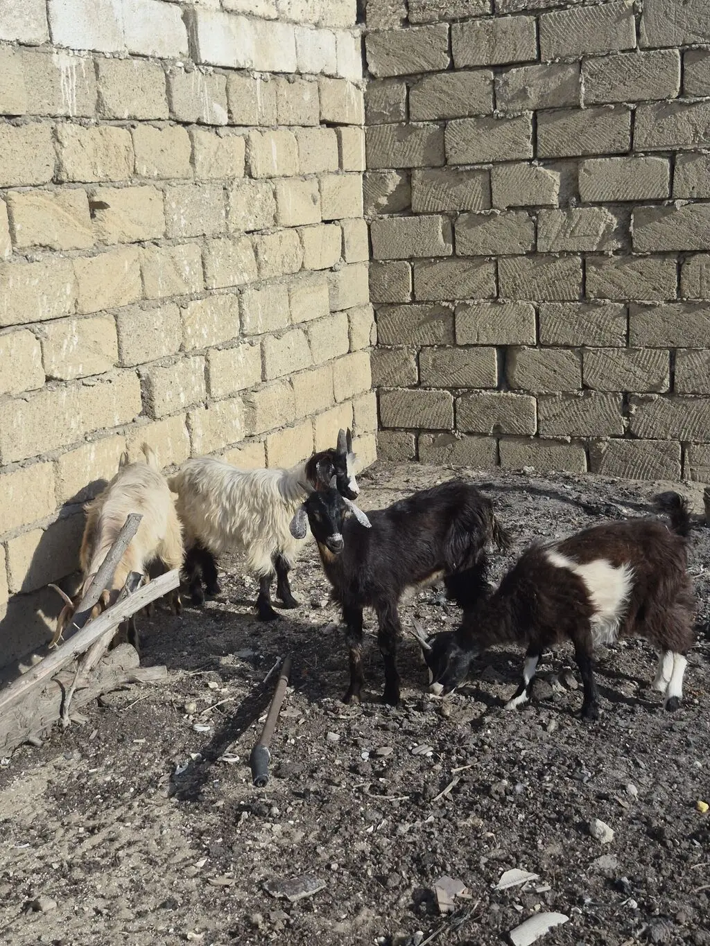 Çəpiş — Heyvanlar, Quşlar, Balıqlar, Bakı