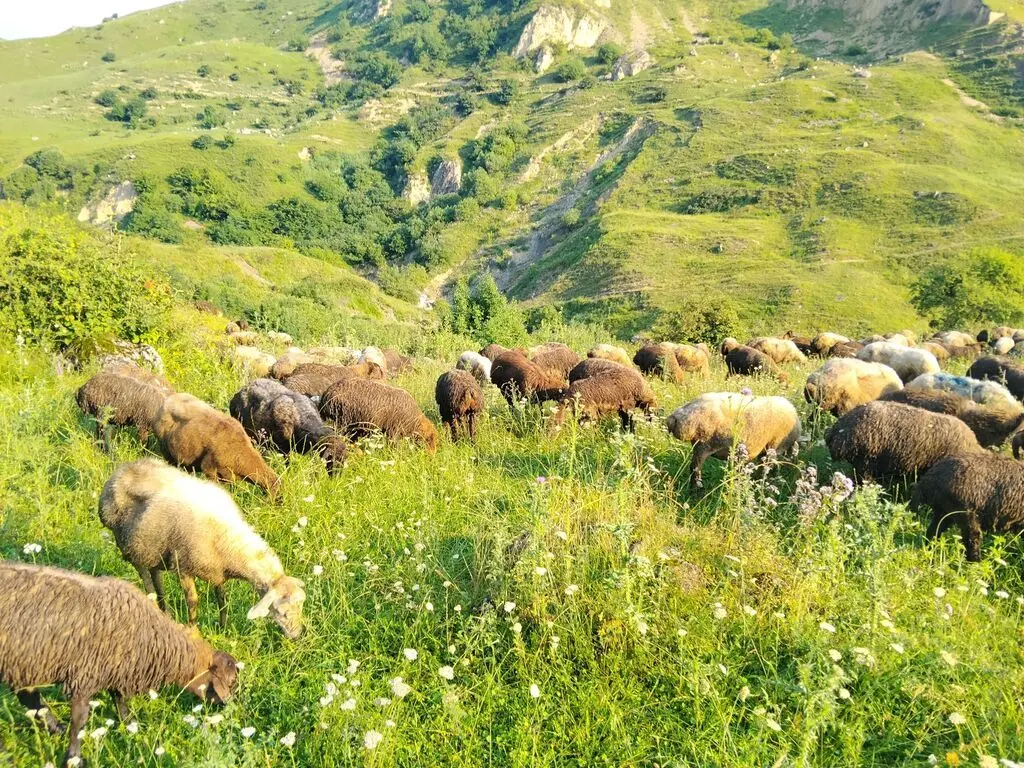 Qoyunlar — Heyvanlar, Quşlar, Balıqlar, İsmayıllı