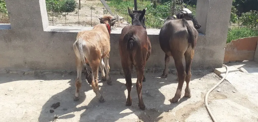 Danalar — Heyvanlar, Quşlar, Balıqlar, Xırdalan