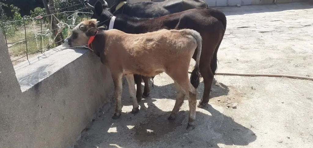 Danalar — Heyvanlar, Quşlar, Balıqlar, Xırdalan