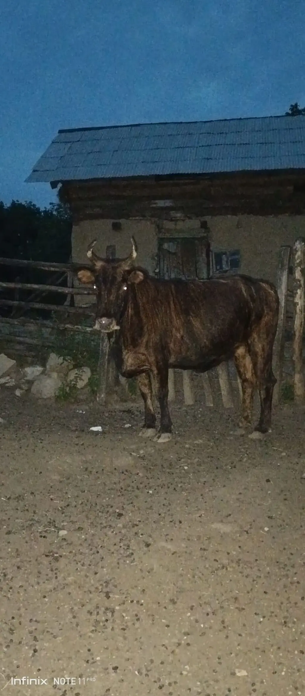 Dana — Heyvanlar, Quşlar, Balıqlar, Lənkəran