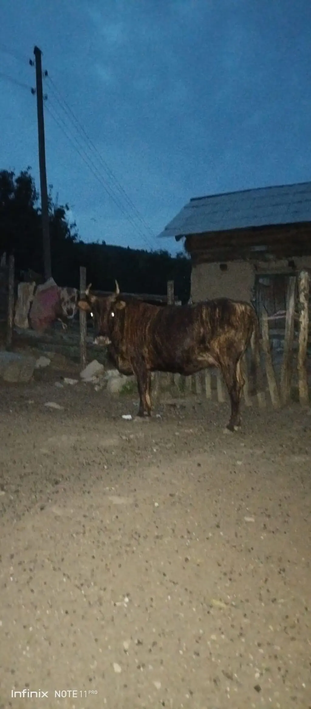 Dana — Heyvanlar, Quşlar, Balıqlar, Lənkəran