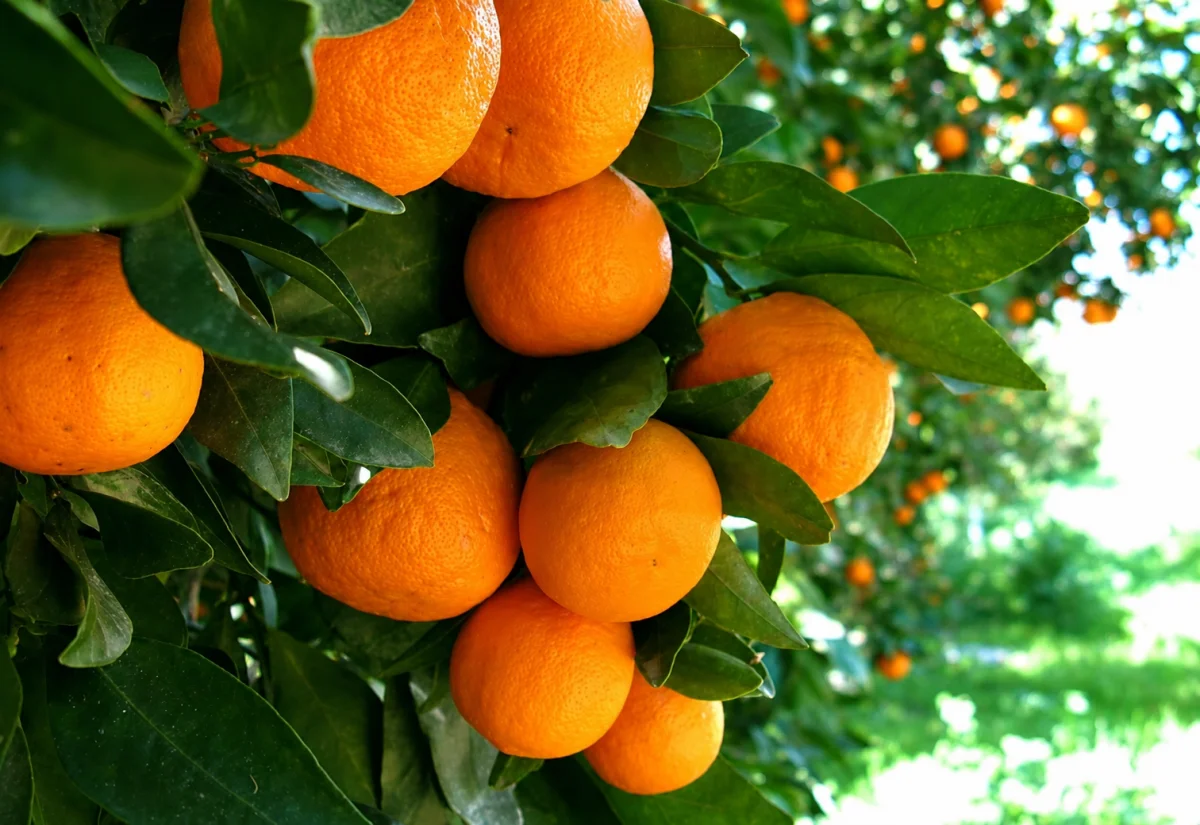 Portağal (apelsin) tingi — Dənlilər, Otlar Yemlər,  Bitkilər, Lənkəran