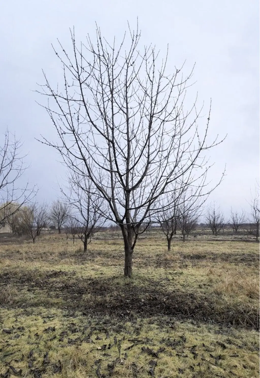 Meyvə bağı — Kənd Təsərrüfatı Əmlakı, Quba