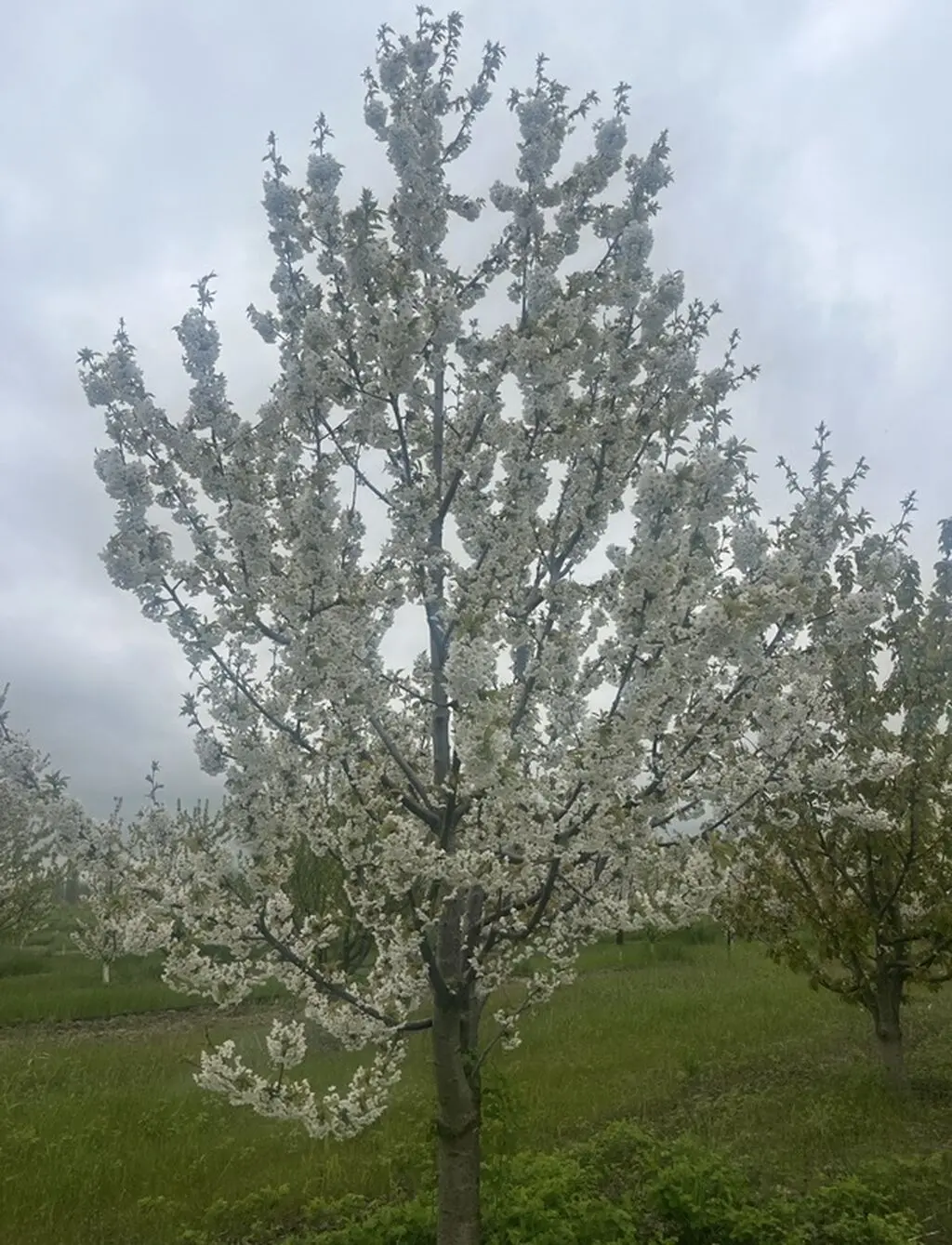 Meyvə bağı — Kənd Təsərrüfatı Əmlakı, Quba