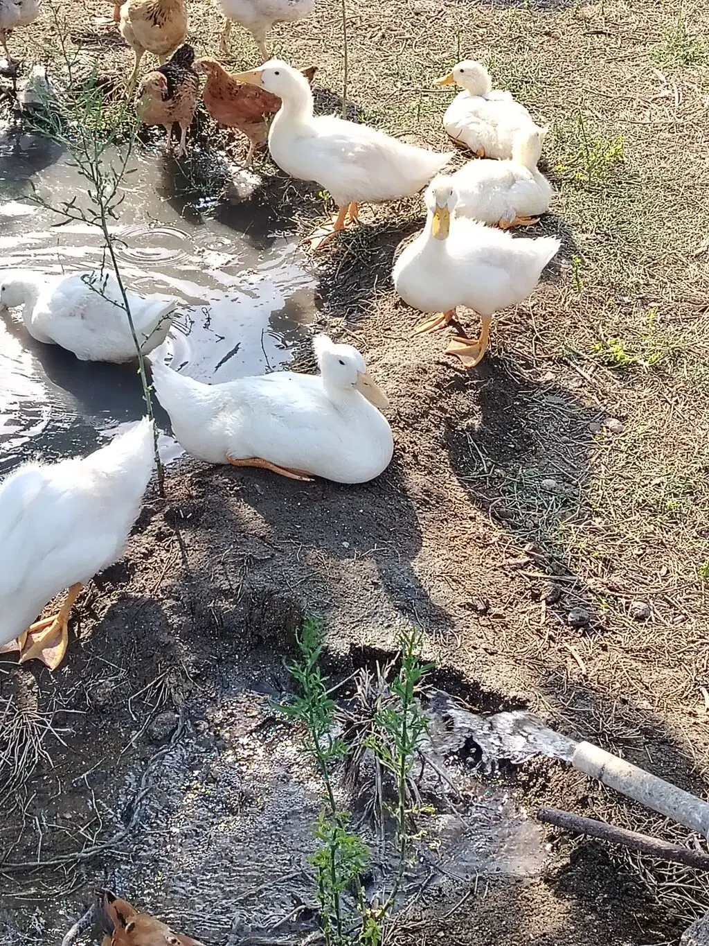 Ördəklər — Heyvanlar, Quşlar, Balıqlar, Bakı