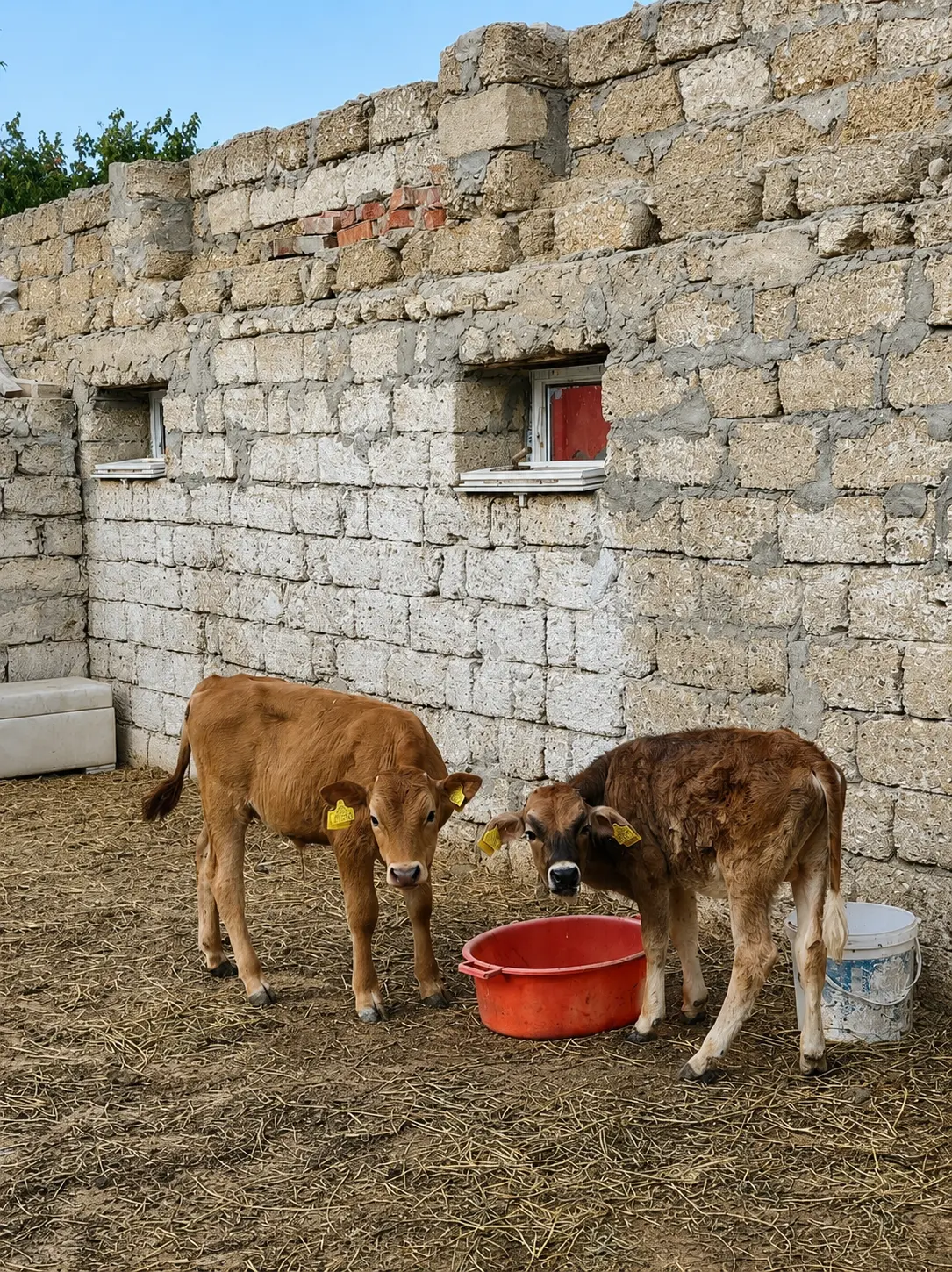 Danalar — Heyvanlar, Quşlar, Balıqlar, Bakı