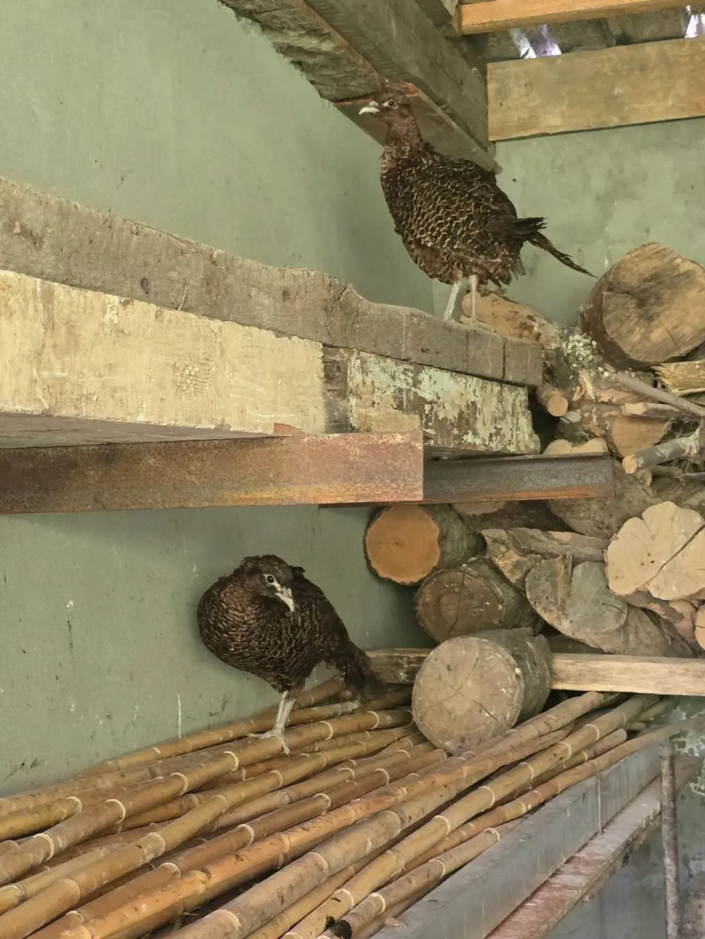 Qırqovul — Heyvanlar, Quşlar, Balıqlar, Tovuz