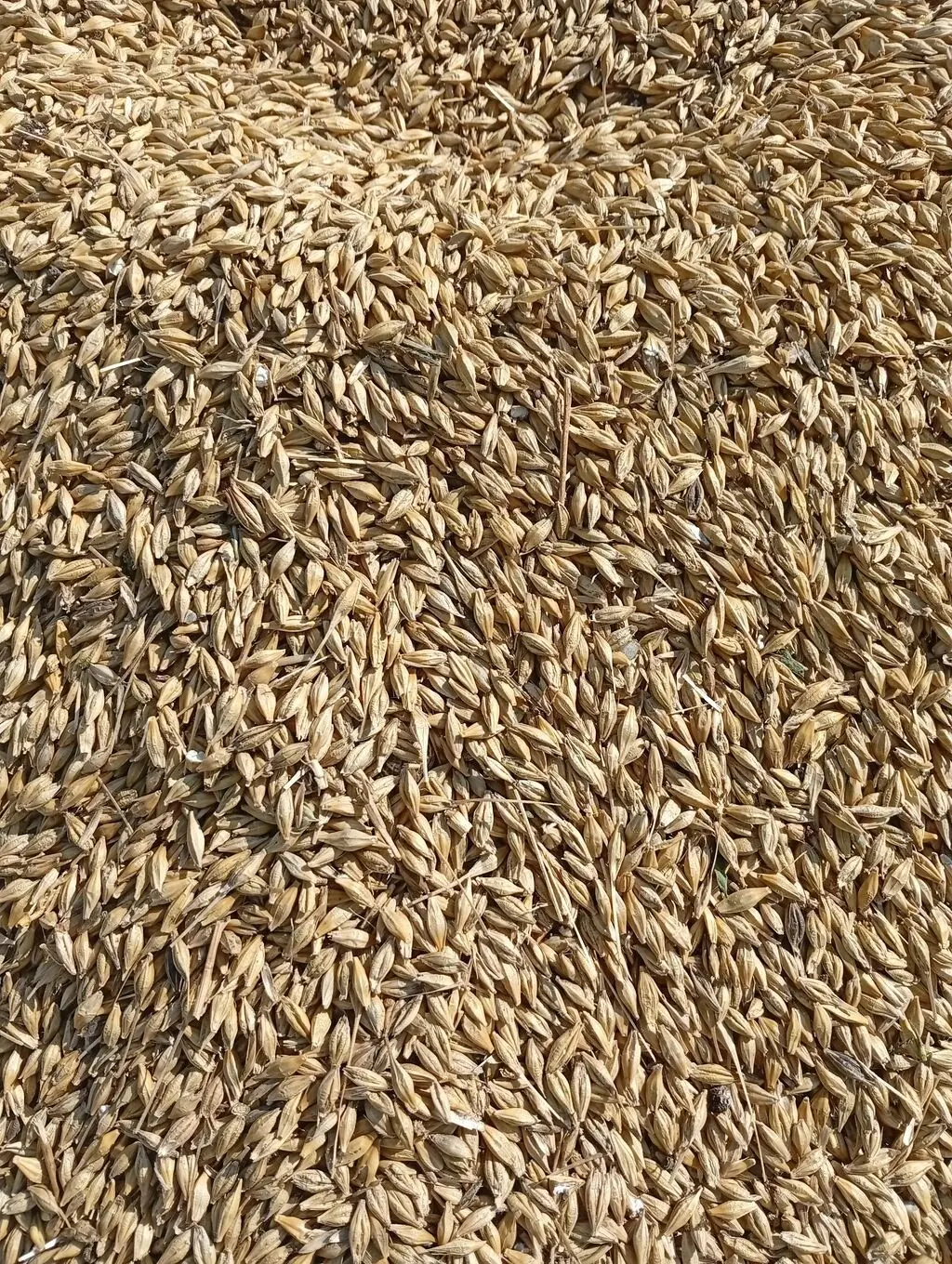 Arpa — Dənlilər, Otlar Yemlər,  Bitkilər, Masallı