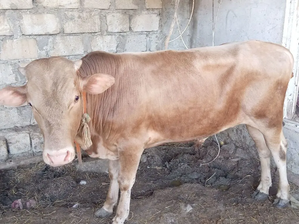Dana — Heyvanlar, Quşlar, Balıqlar, Bakı