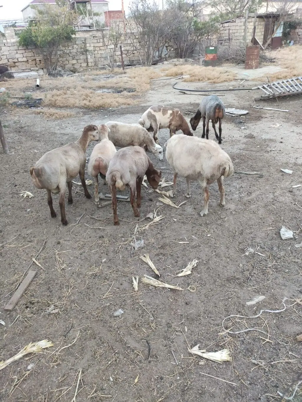 Quzular — Heyvanlar, Quşlar, Balıqlar, Bakı