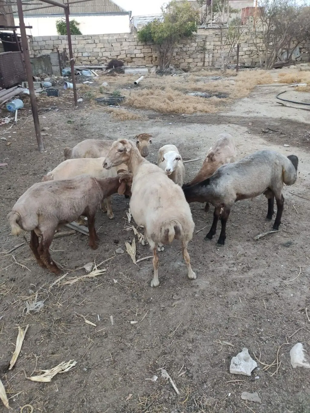 Quzular — Heyvanlar, Quşlar, Balıqlar, Bakı