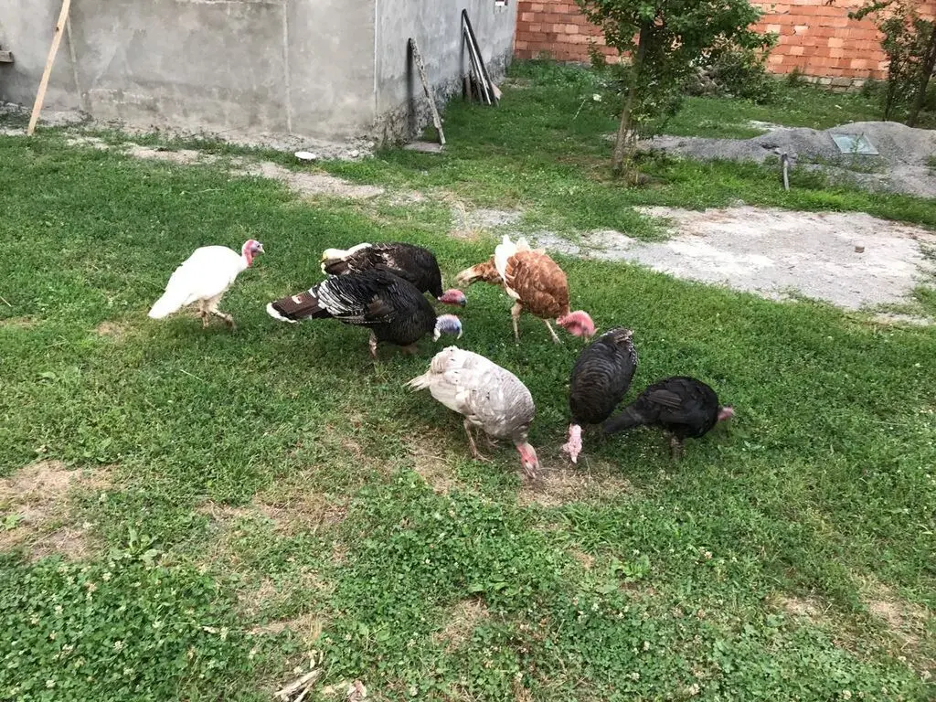 Hinduşkalar — Heyvanlar, Quşlar, Balıqlar, Qəbələ