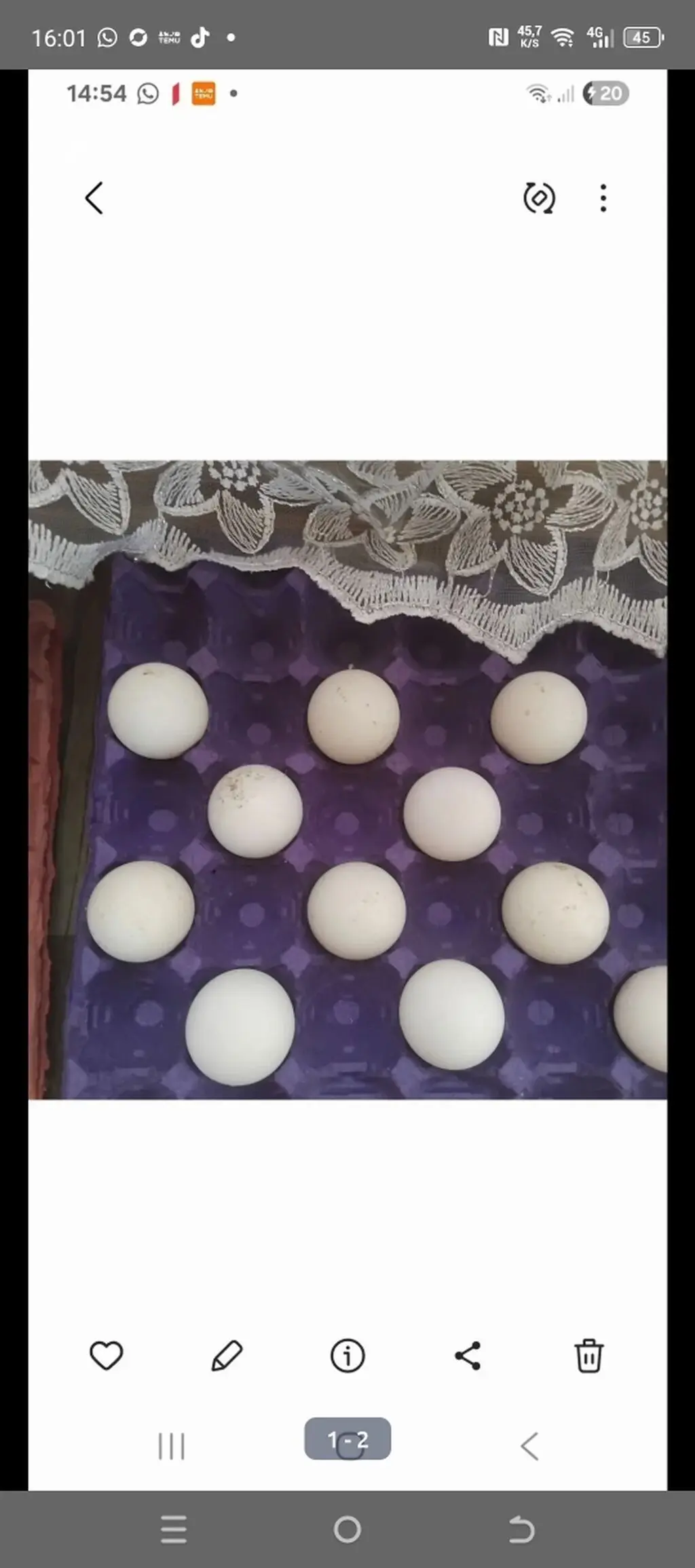 Hinduşka yumurtası — Heyvanlar, Quşlar, Balıqlar, Bakı