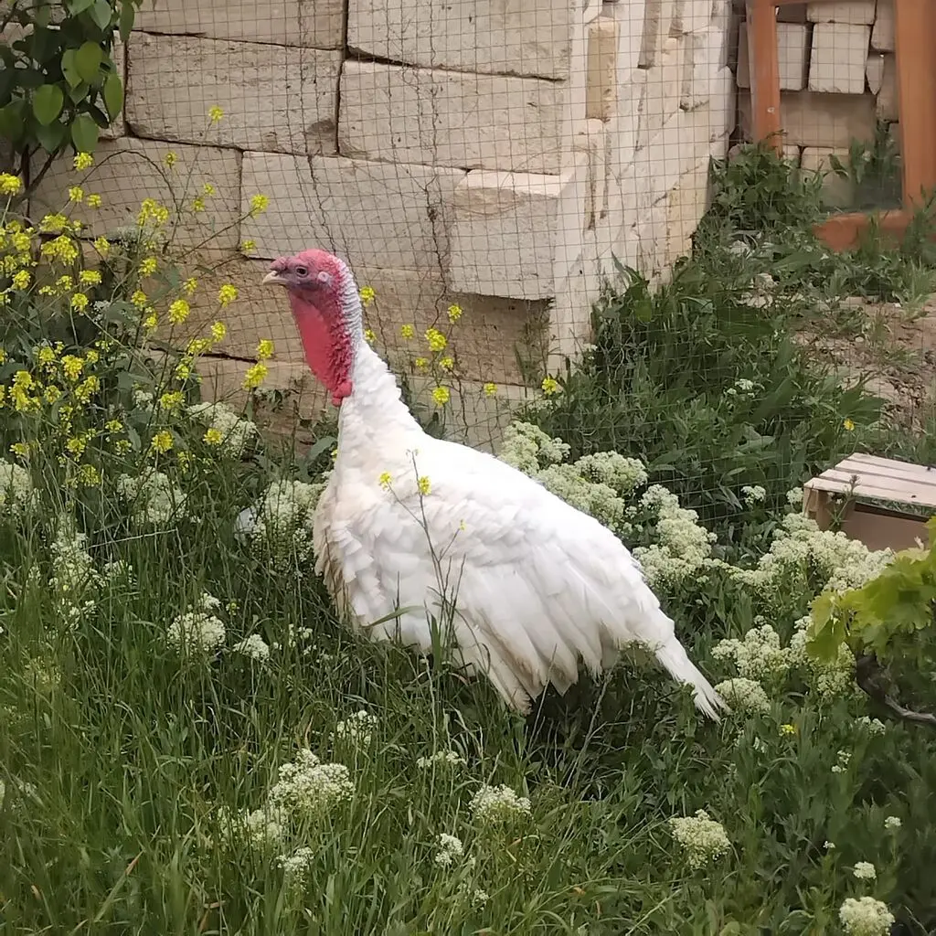 Hinduşka yumurtası — Heyvanlar, Quşlar, Balıqlar, Bakı