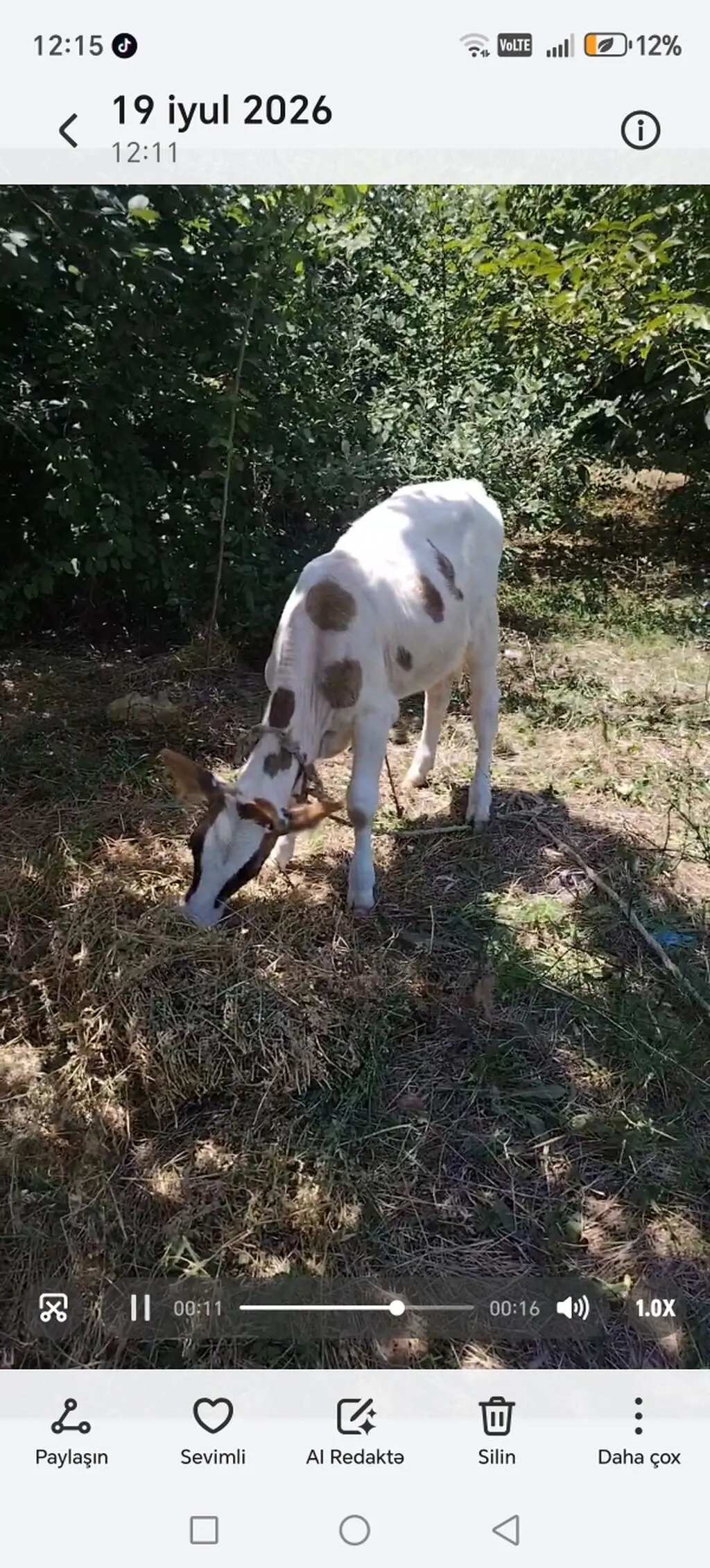 Buzov — Heyvanlar, Quşlar, Balıqlar, Masallı