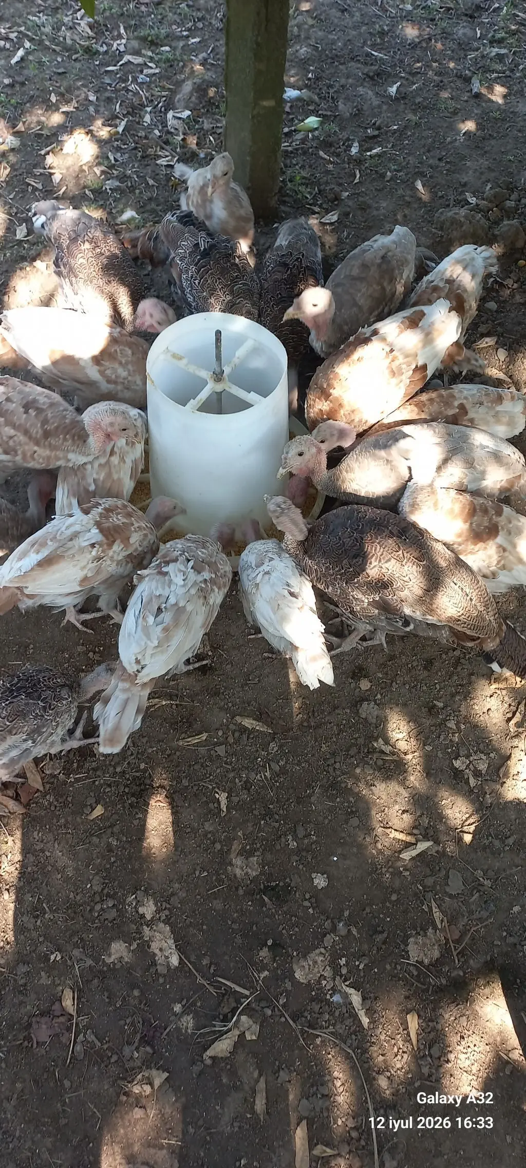 Hinduşkalar — Heyvanlar, Quşlar, Balıqlar, Lənkəran