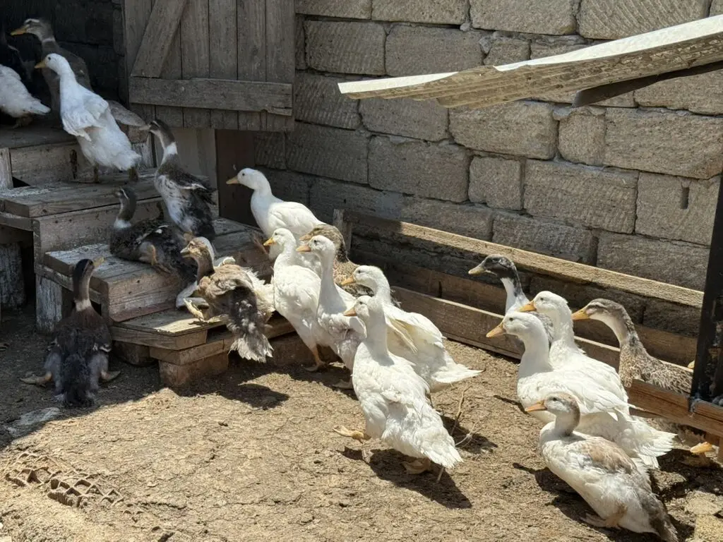 Ördəklər — Heyvanlar, Quşlar, Balıqlar, Bakı