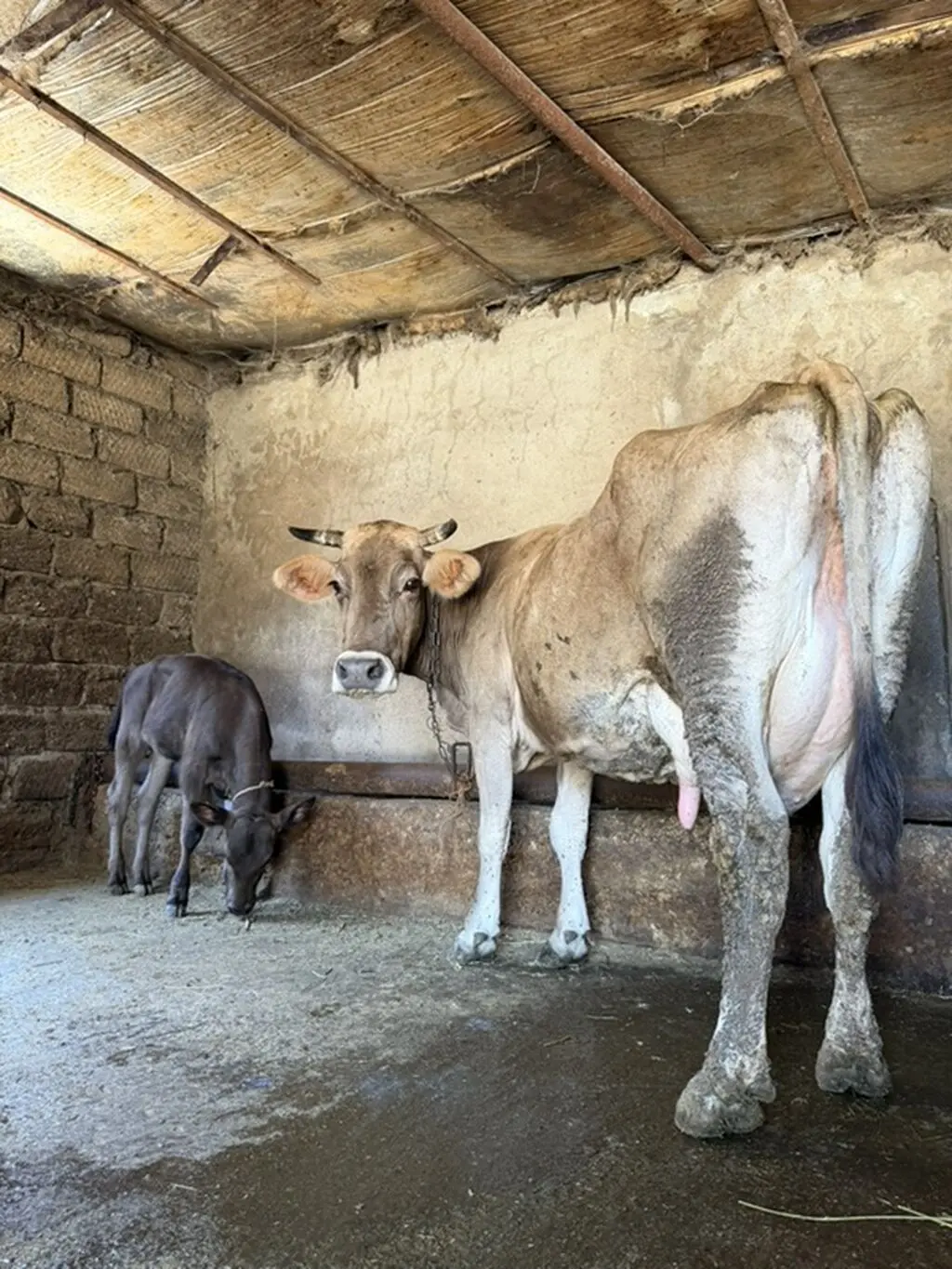 Balalı inək — Heyvanlar, Quşlar, Balıqlar, Bakı