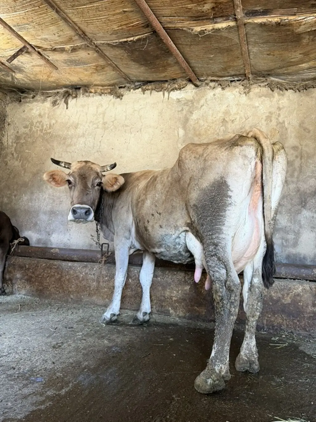 Balalı inək — Heyvanlar, Quşlar, Balıqlar, Bakı
