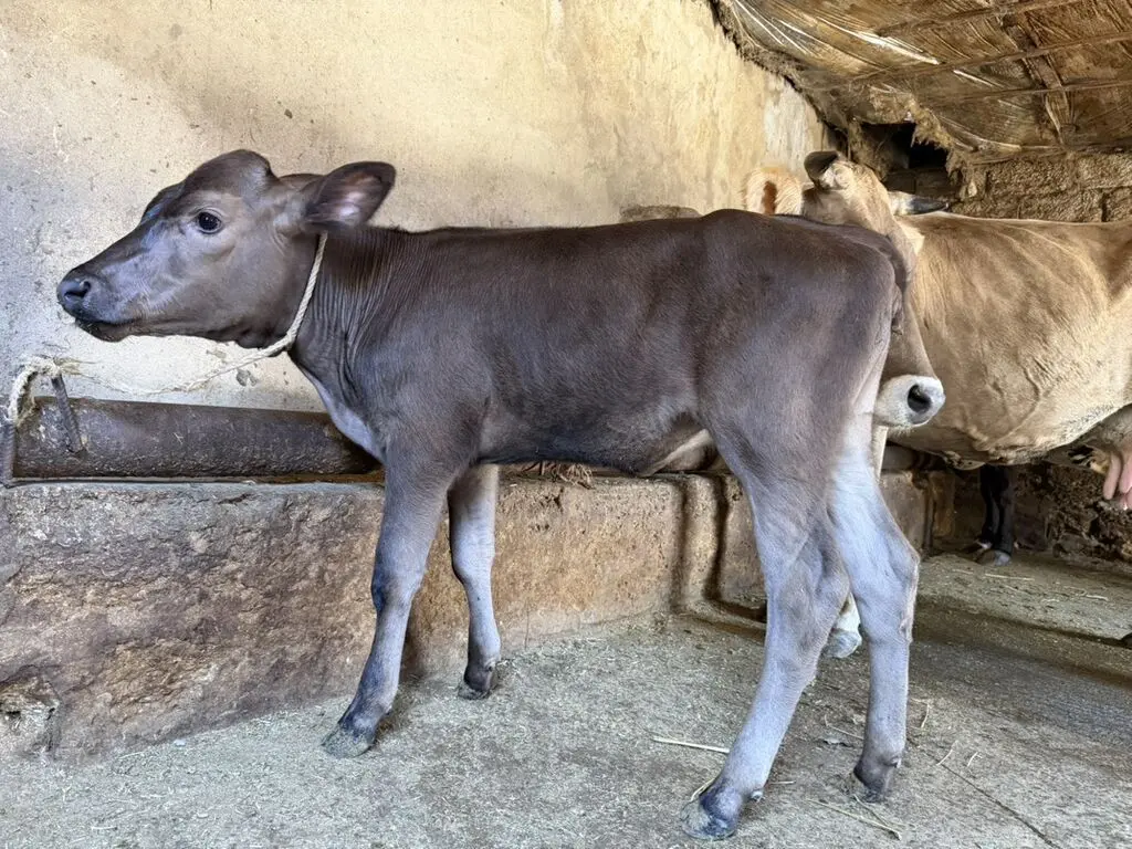 Balalı inək — Heyvanlar, Quşlar, Balıqlar, Bakı