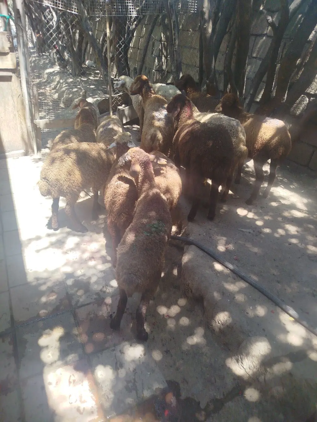 Qoyunlar — Heyvanlar, Quşlar, Balıqlar, Bakı