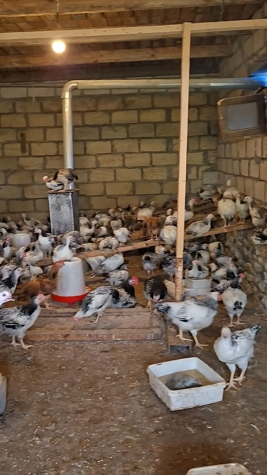 Toyuqlar — Heyvanlar, Quşlar, Balıqlar, Gəncə