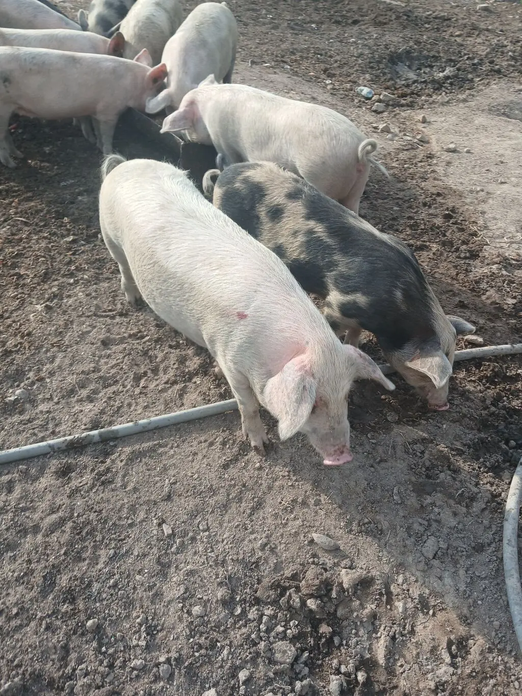 Donuz əti — Heyvanlar, Quşlar, Balıqlar, Sumqayıt