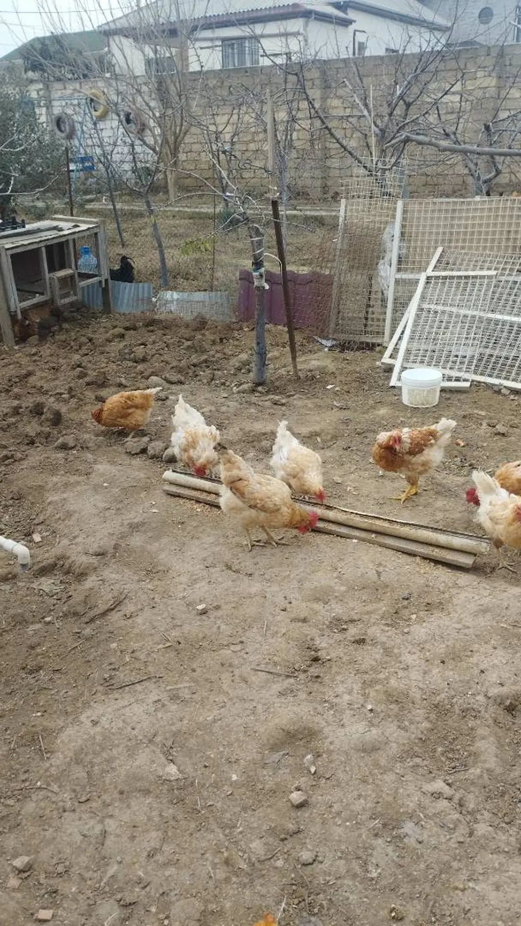 Mayalı yumurta — Heyvanlar, Quşlar, Balıqlar, Bakı