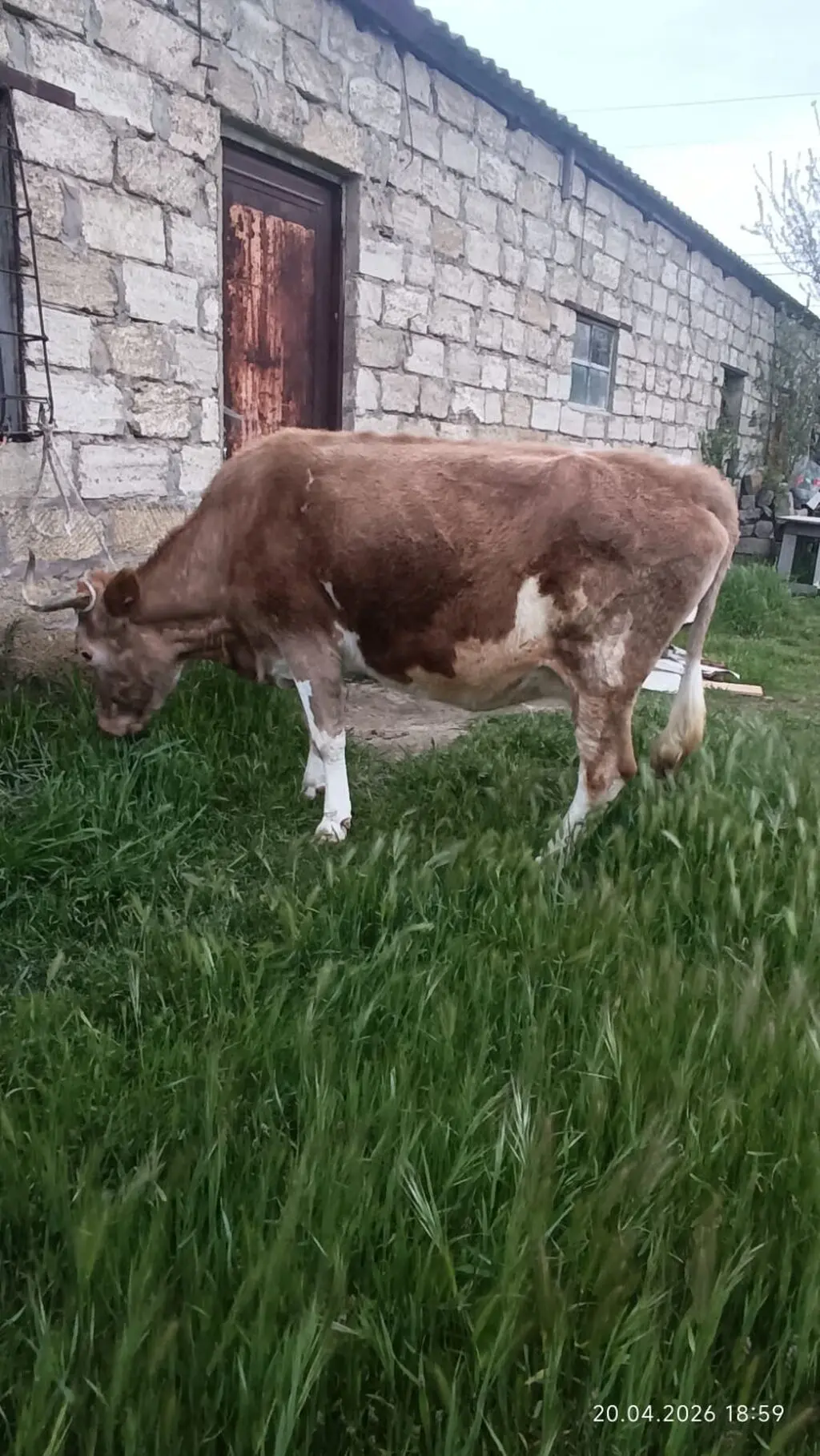 İnək — Heyvanlar, Quşlar, Balıqlar, Bakı