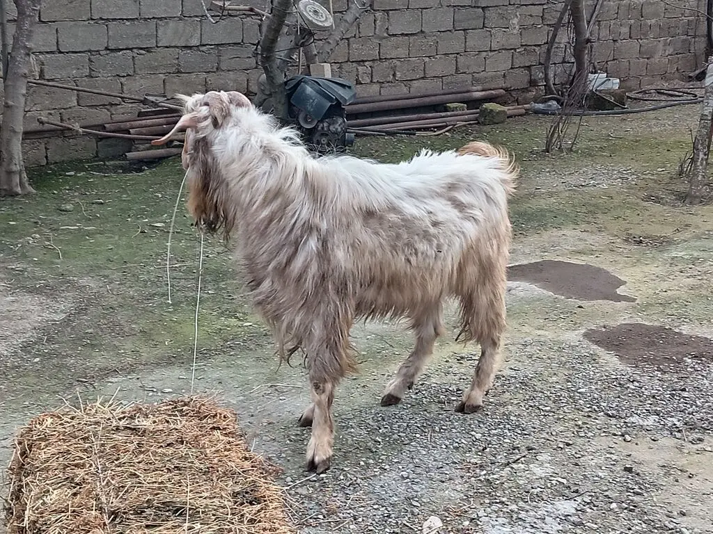 Keçi — Heyvanlar, Quşlar, Balıqlar, Bakı