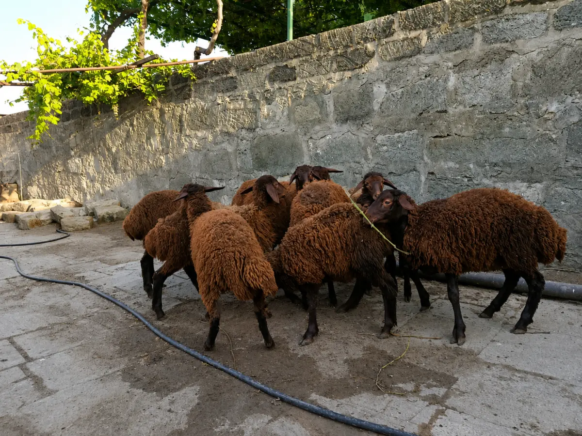 Quzular — Heyvanlar, Quşlar, Balıqlar, Bakı