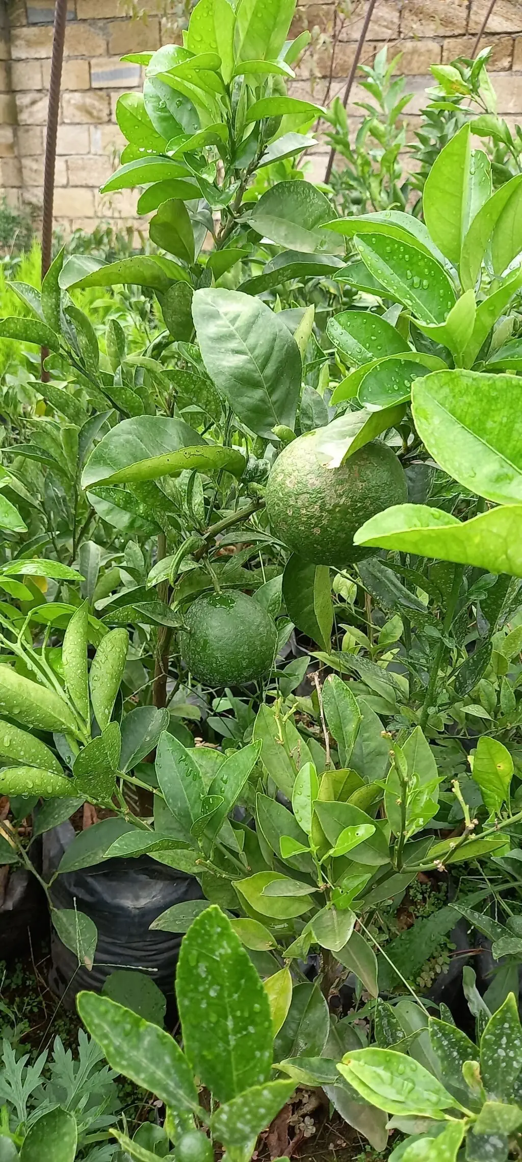 Mandarin tingi — Dənlilər, Otlar Yemlər,  Bitkilər, Bakı