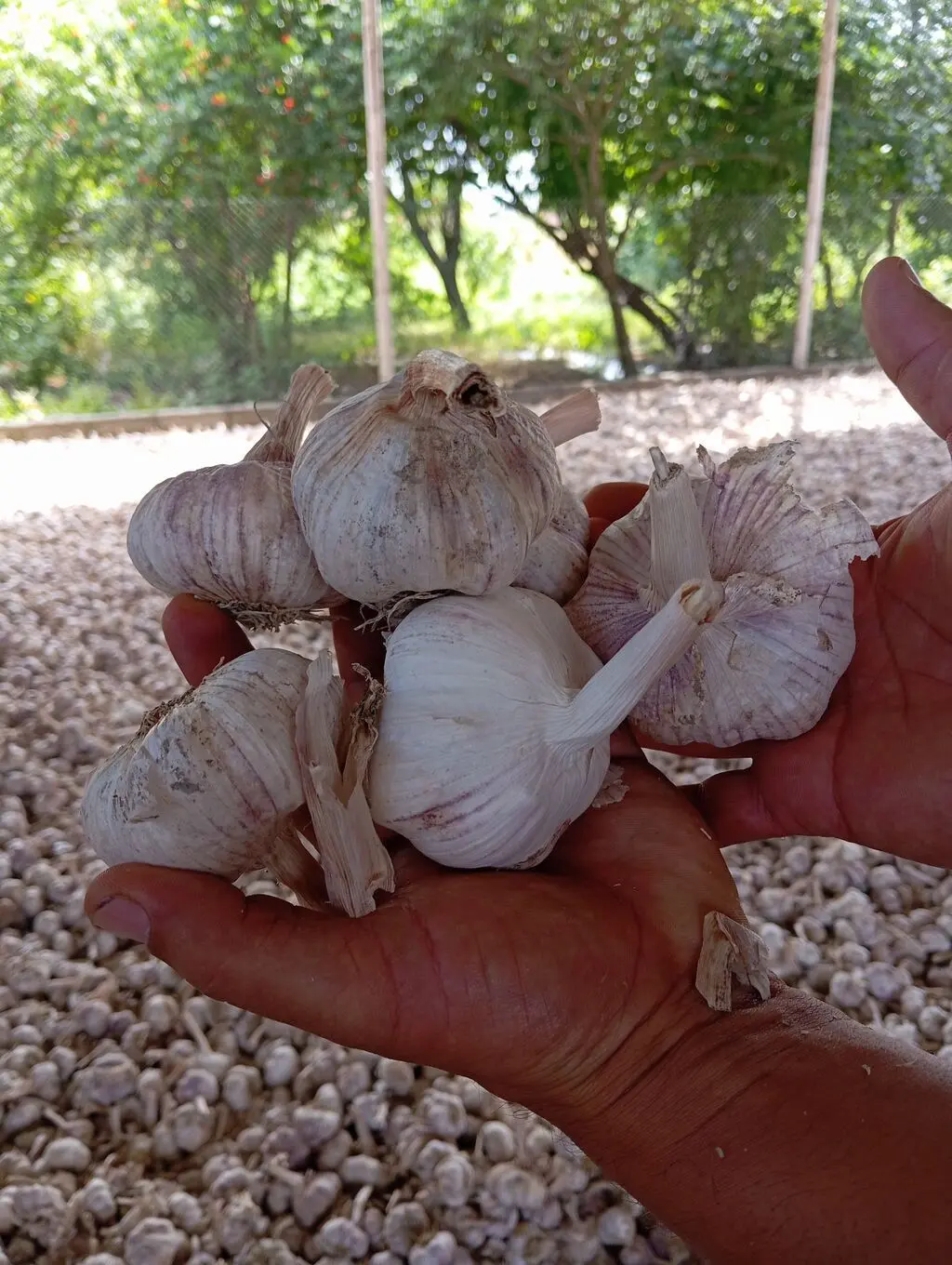 Garlic — Vegetables and Greens, Aghsu