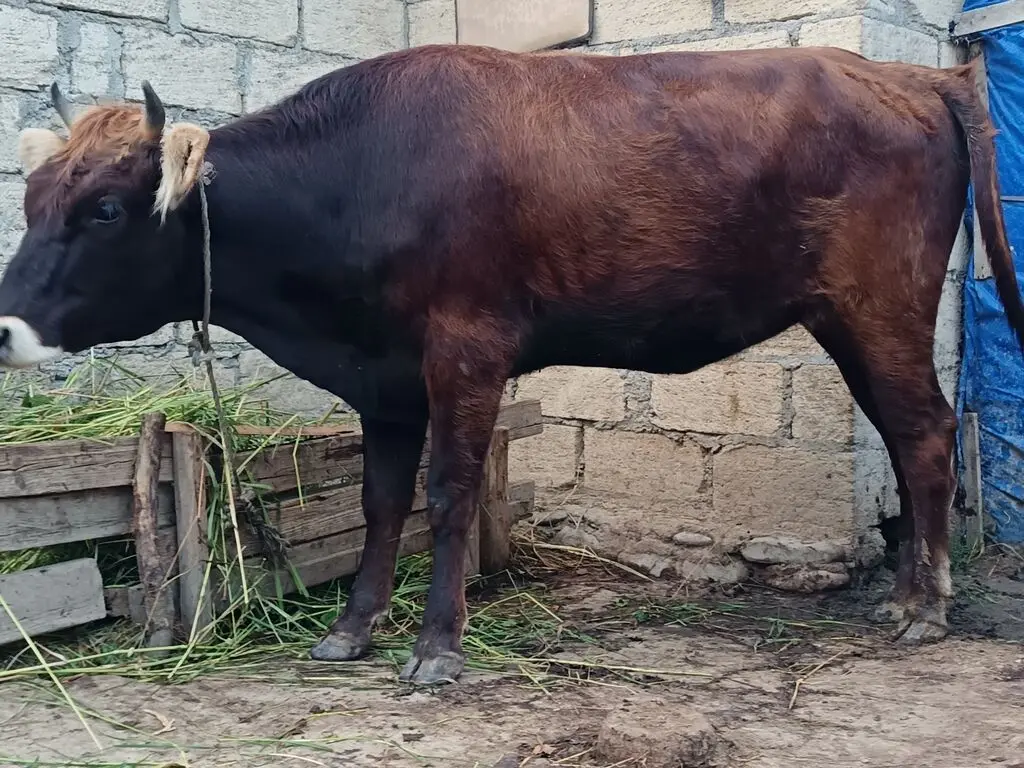 Düyə — Heyvanlar, Quşlar, Balıqlar, Quba