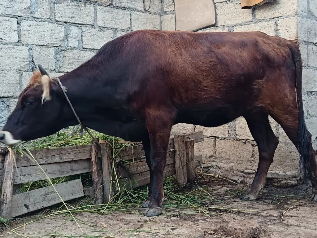 Düyə — Heyvanlar, Quşlar, Balıqlar, Quba