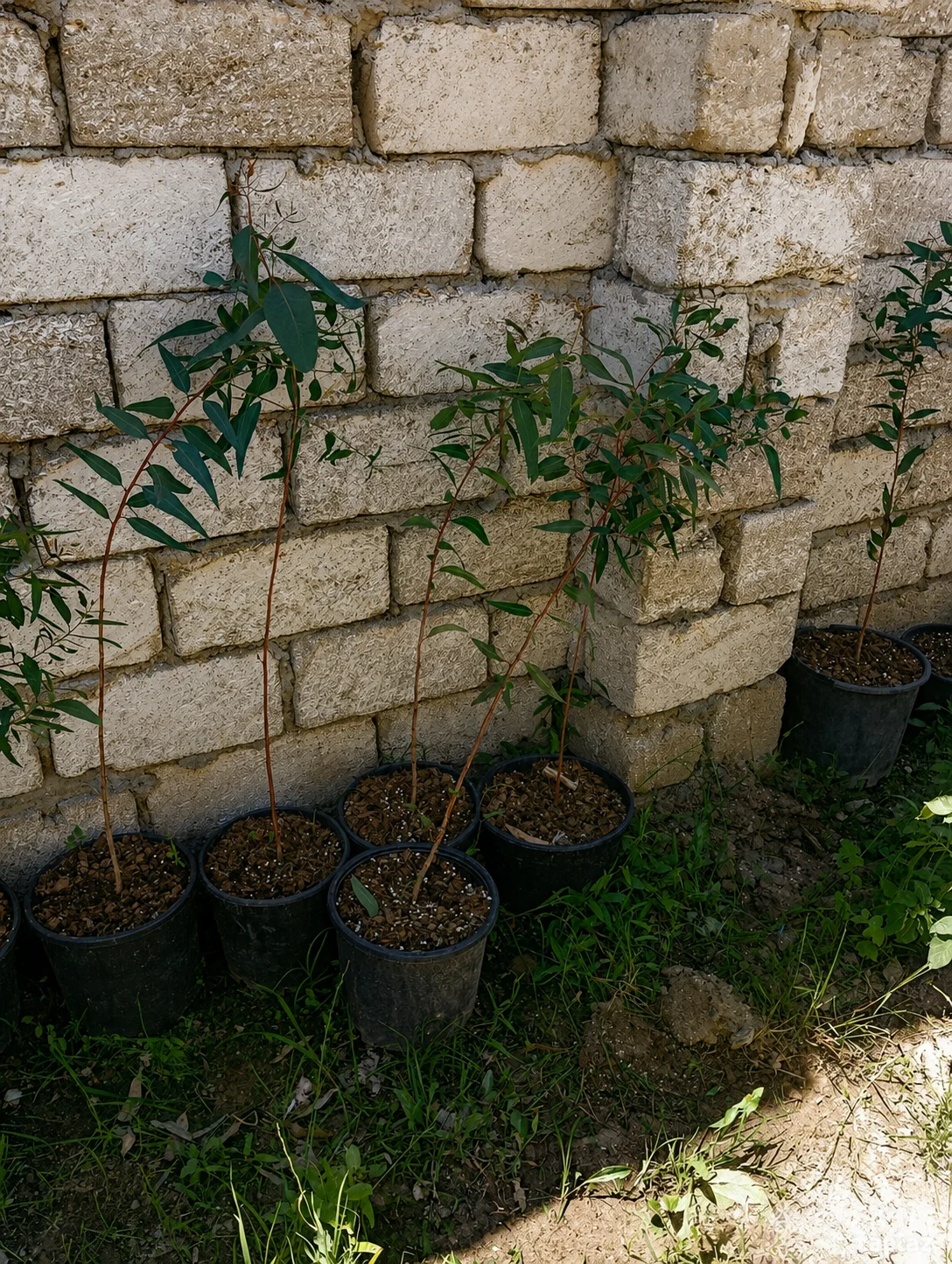 Evkalipt tingi — Dənlilər, Otlar Yemlər,  Bitkilər, Bakı