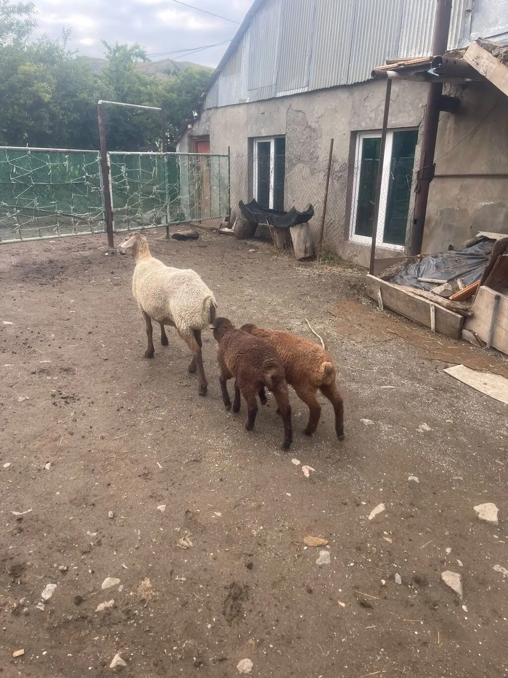 Qoyunlar — Heyvanlar, Quşlar, Balıqlar, Bakı