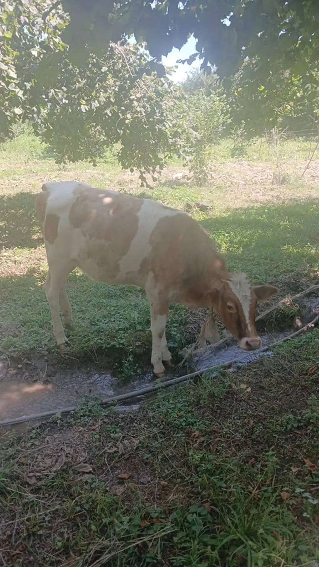 İnək — Heyvanlar, Quşlar, Balıqlar, Qəbələ